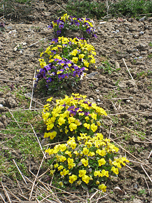 pansy unmulched